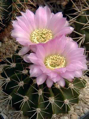 10_Acanthocalycium_spiniflorum_violaceum__.jpg