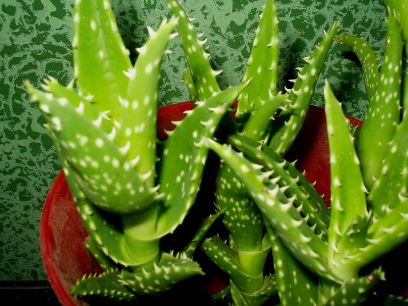 1200px-Aloe_squarrosa_front.jpg