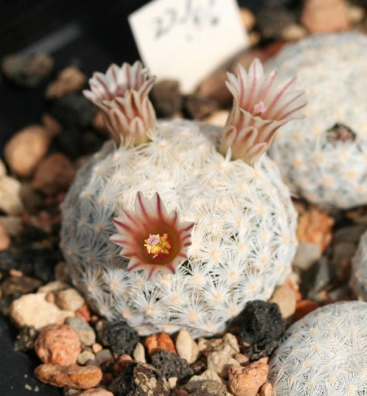 1200px-Mammillaria_egregia_SB30.jpg