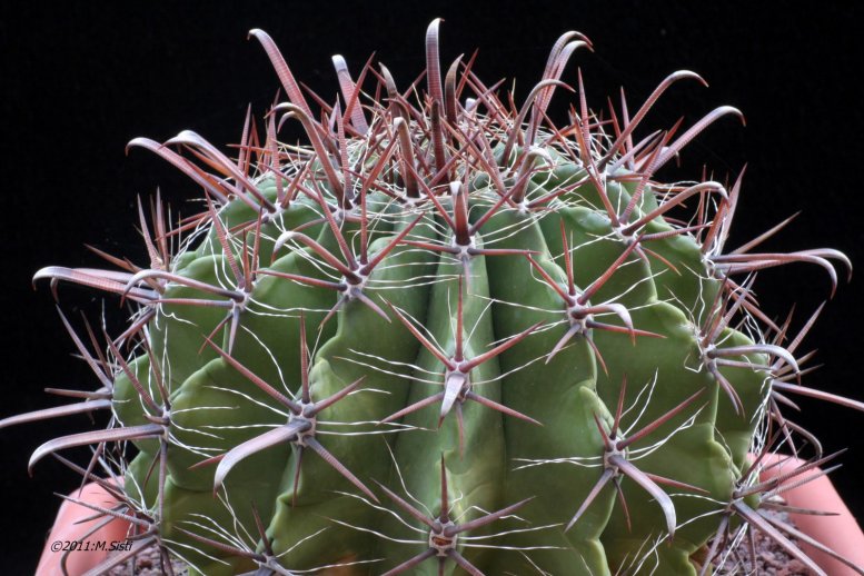 1424-ferocactus-wislizeni-ssp-herrerae_1.jpg