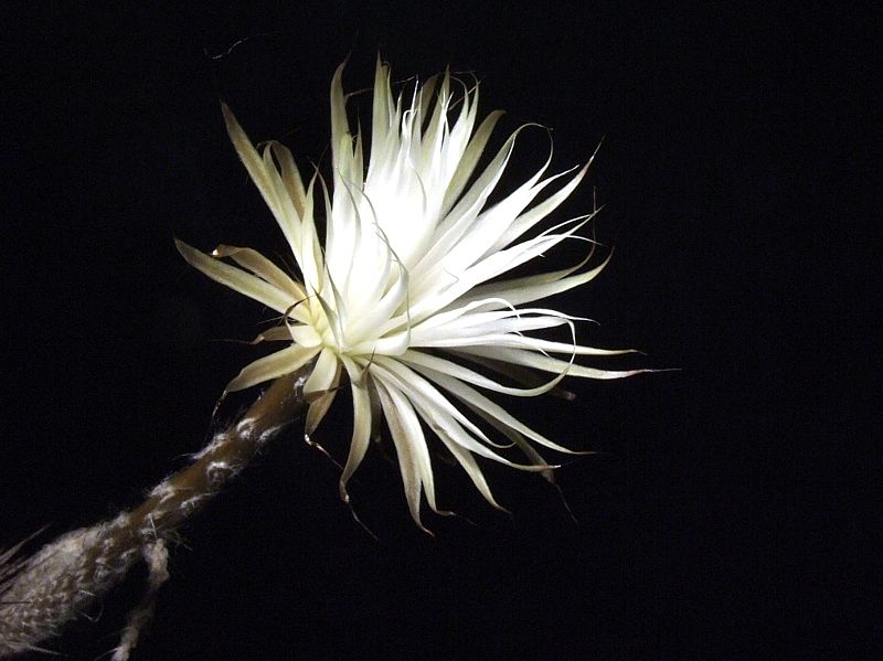 2011-06_Setiechinopsis_mirabilis.jpg