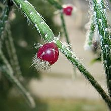 220px-Rhipsalis_pilocarpa10.jpg