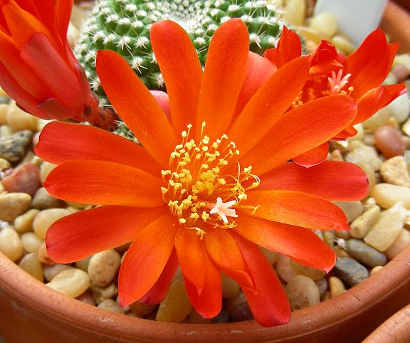 2394_Rebutia_krainziana_062710a_1.jpg