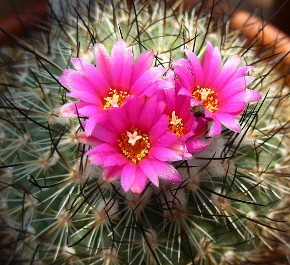 2394_Turbinicarpus_viereckii_070610h_1.jpg