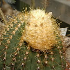 245px-Coleocephalocereus_aureus01.jpg