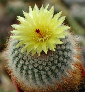 2_Notocactus_scopa.jpg