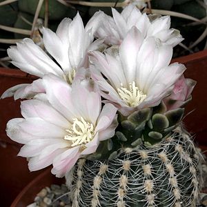 300px-Gymnocalycium_bruchii_pm.jpg