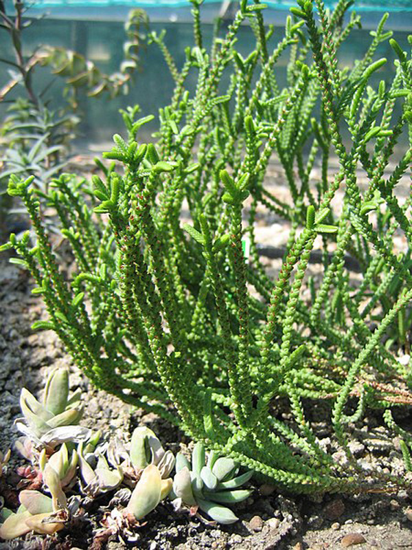 450px-Crassula_muscosa_Grubosz_2006-05-03_01.jpg