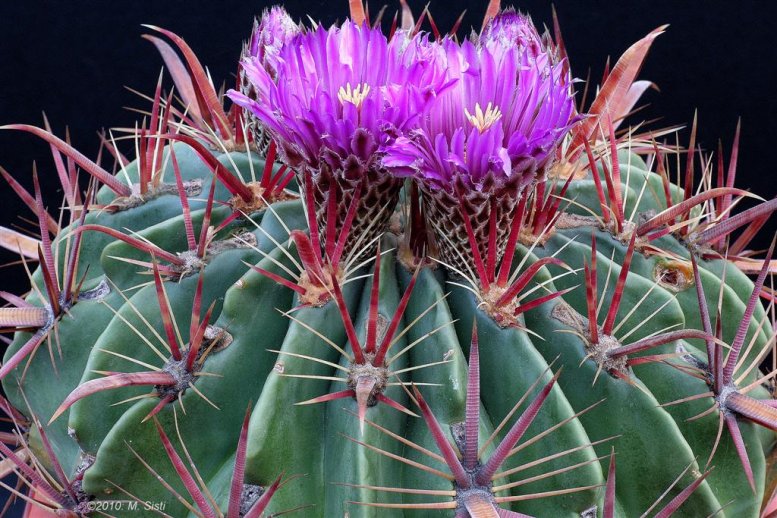 482-ferocactus-latispinus_1.preview.jpg