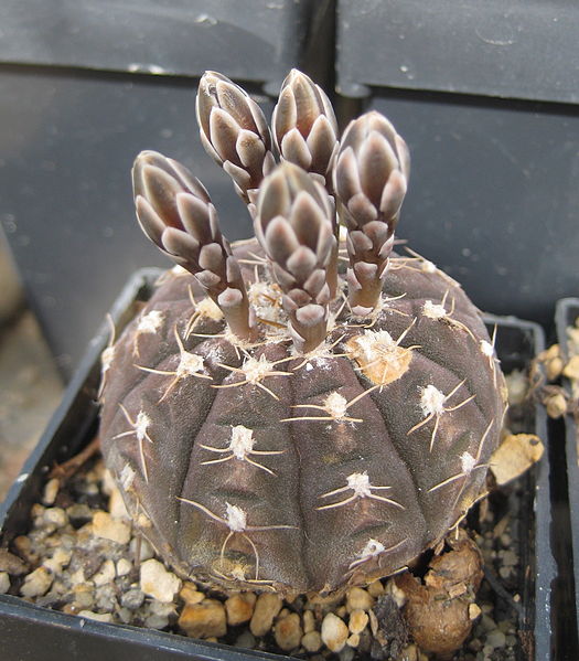 525px-Gymnocalycium_ragonesei.jpg