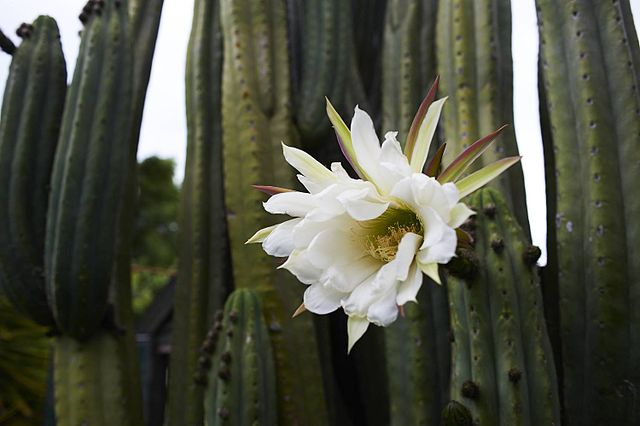 640px-Echinopsis_scopulicola.jpg