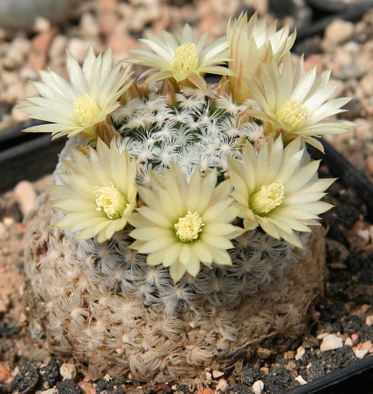 727px-Mammillaria_duwei.jpg