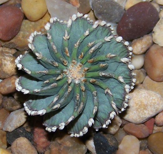 760_Geohintonia_mexicana100_4224_1.jpg