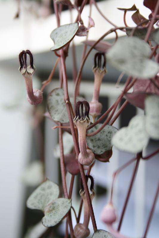 800px-Ceropegia_woodii_leaves_and_flowers.jpg