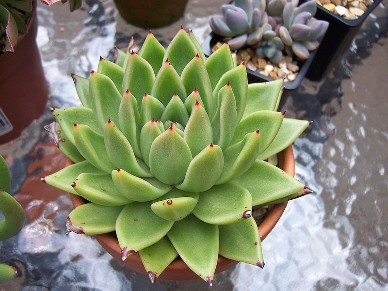 800px-Echeveria_Agavoides_(6105629489).jpg