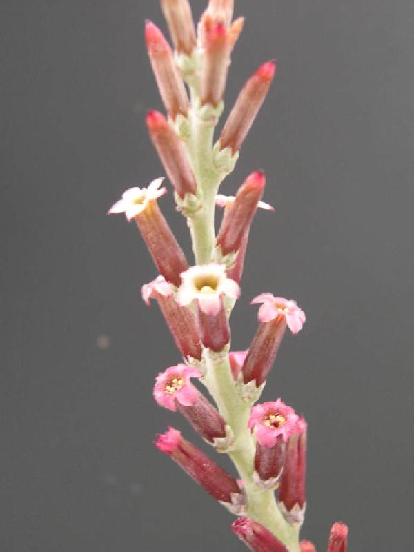 Adromischus-cooperi-Flowers.jpg