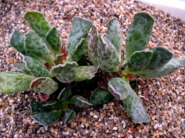 Adromischus-cooperi2.jpg