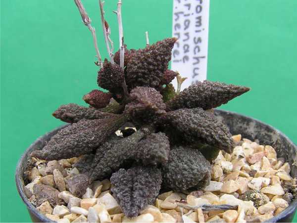 Adromischus_marianae_v_herrei.jpg