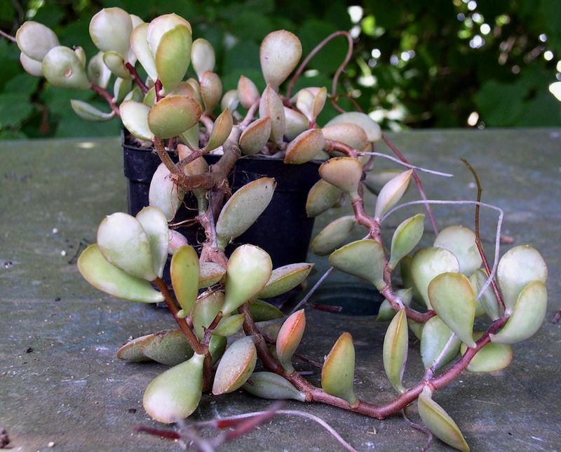 Adromischus_roanianus.jpg