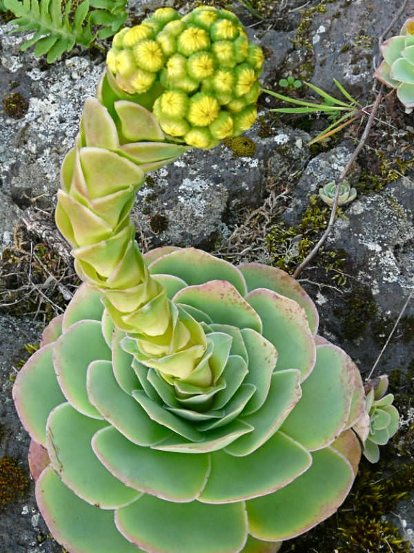 Aeonium-aureum-Flower.jpg