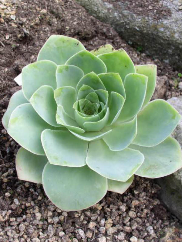 Aeonium-aureum2.jpg