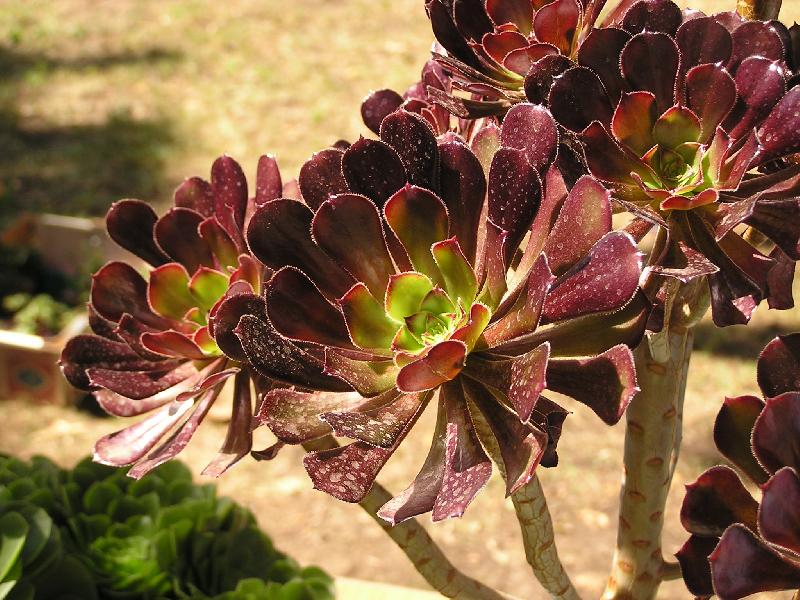 Aeonium_arboreum_.jpg