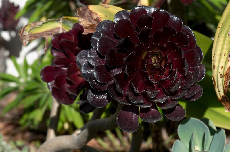 Aeonium_arboreum_Zwartkop.jpg