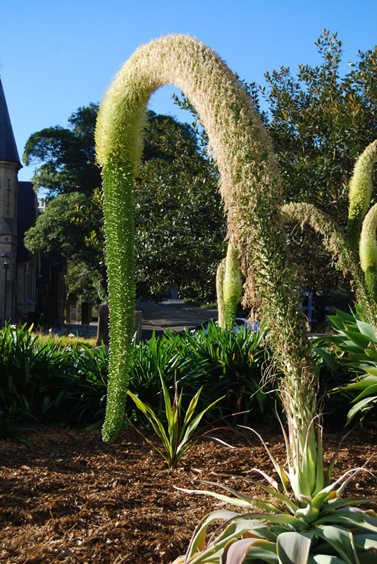 Agave-attenuata-2.jpg