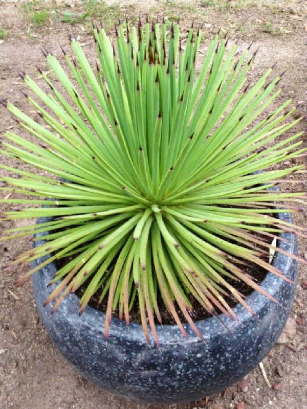 Agave-stricta-Hedgehog-Agave1.jpg