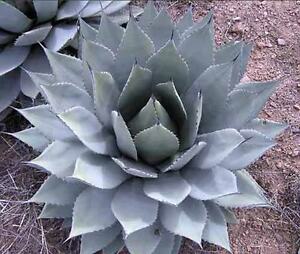 Agave_parryi_3.jpg
