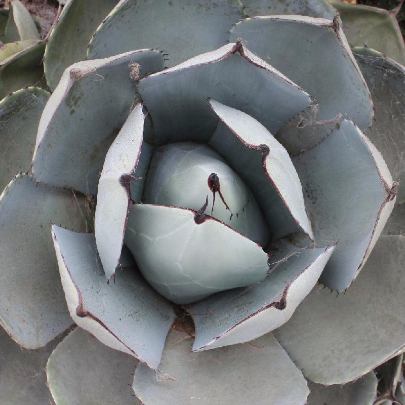 Agave_parryi_truncata.jpg