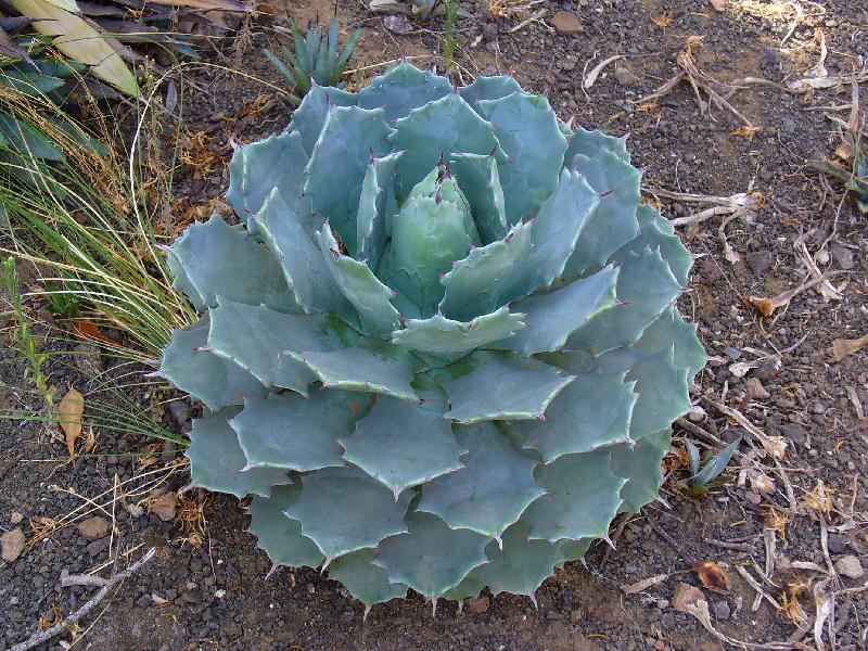 Agave_potatorum_var._verschaffelti_02.jpg