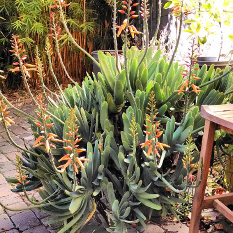 Aloe-plicatilis-420x420.jpg