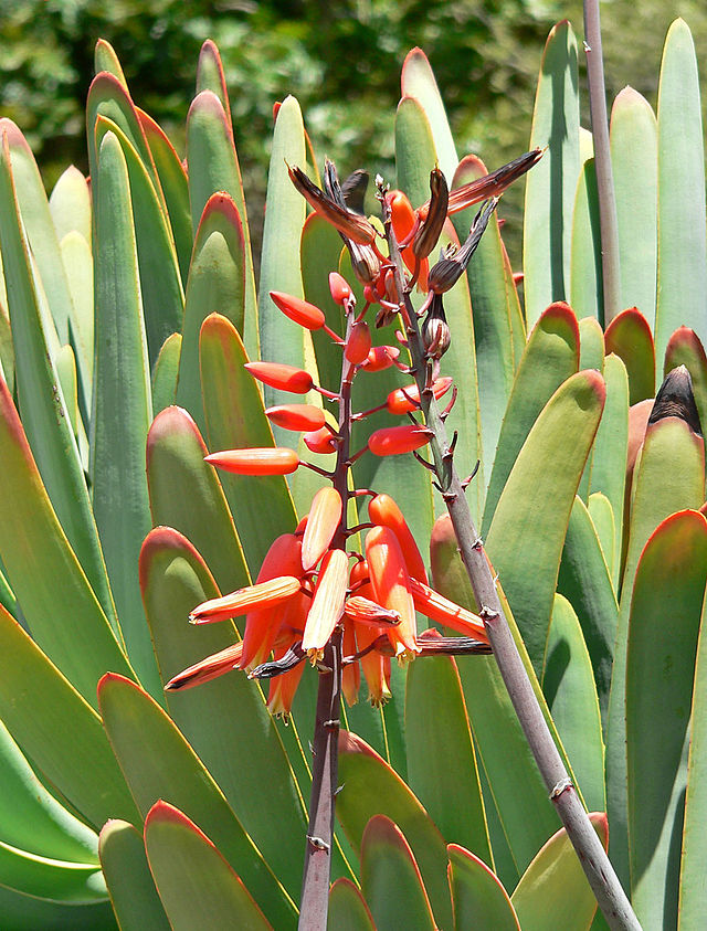 Aloe_plicatilis_2.jpg