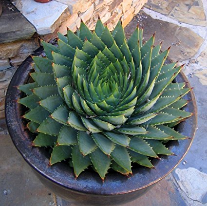 Aloe_polyphylla1.jpg