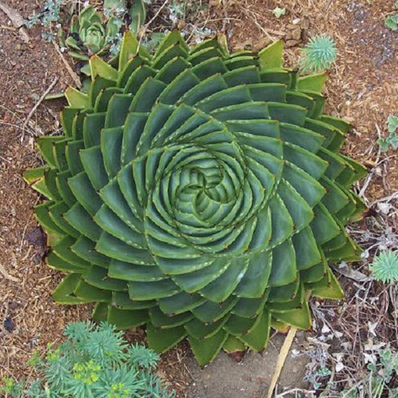 Aloe_polyphylla2.jpg