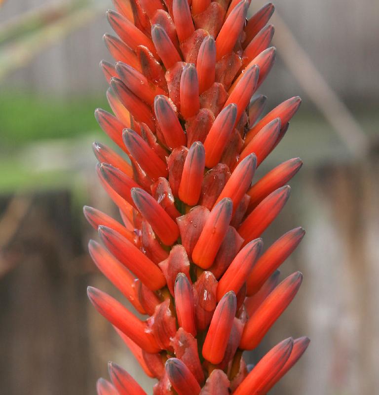 Aloe_vera_flower_bud_closeup.jpg