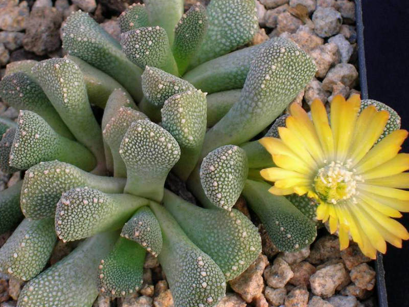 Aloinopsis-luckhoffii5.jpg