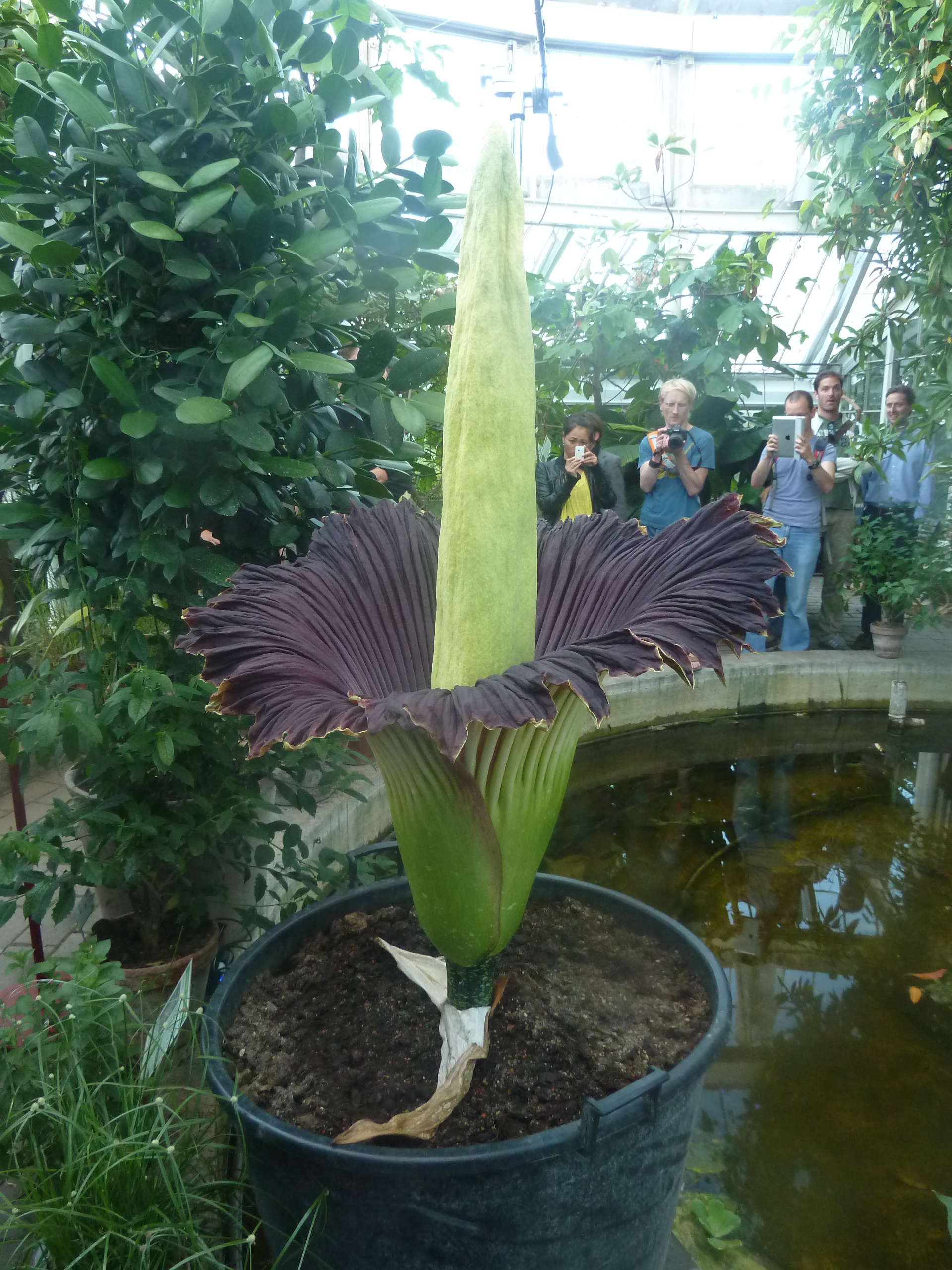 Amorphophallus_titanum_in_Copenhagen_04.jpg