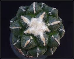 Ariocarpus_lloydii.jpg