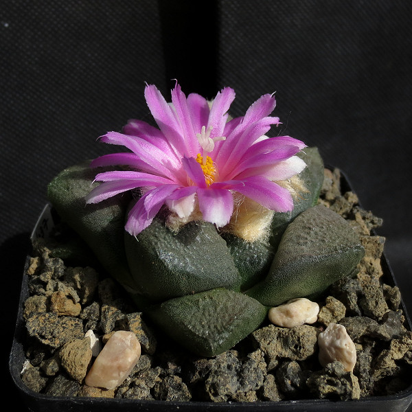 Ariocarpus_lloydii2.jpg