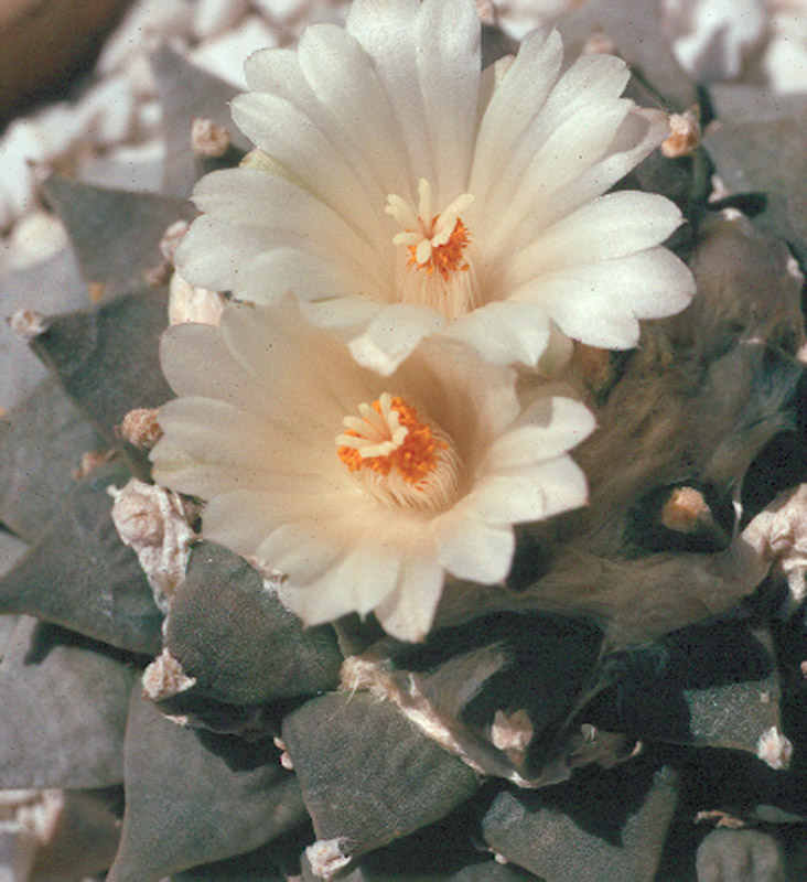 Ariocarpus_retusus.jpg