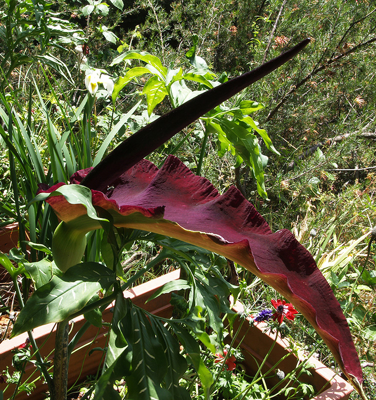 Arum-dracunculus-DRACUNCULUS-vulgaris-2.jpg