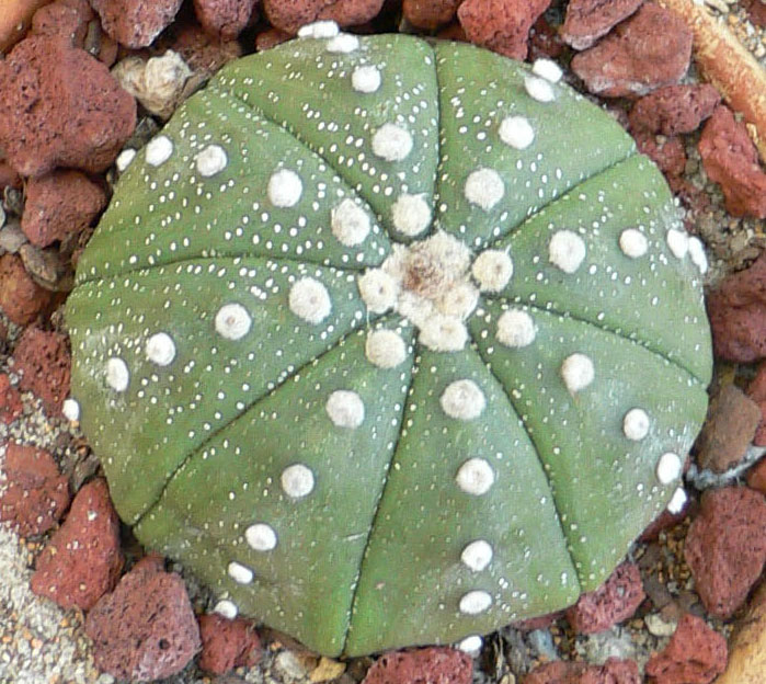 Astrophytum_asterias.jpg