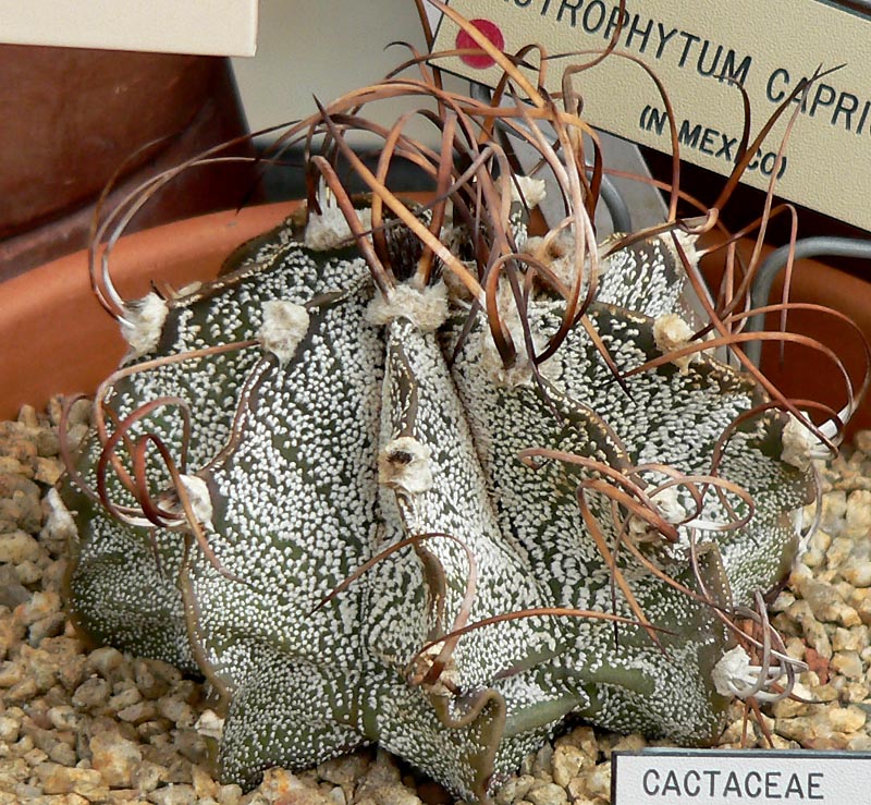 Astrophytum_capricorne_4.jpg