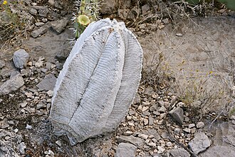 Astrophytum_coahuilense_01.jpeg