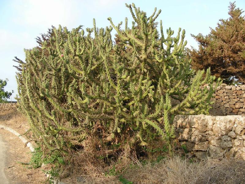 Austrocylindropuntia-cylindrica_1.jpg