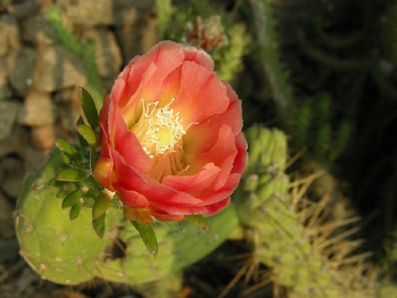 Austrocylindropuntia-cylindrica_8.jpg