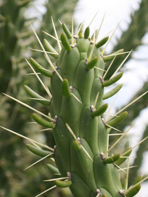 Austrocylindropuntia-subulata2.jpg