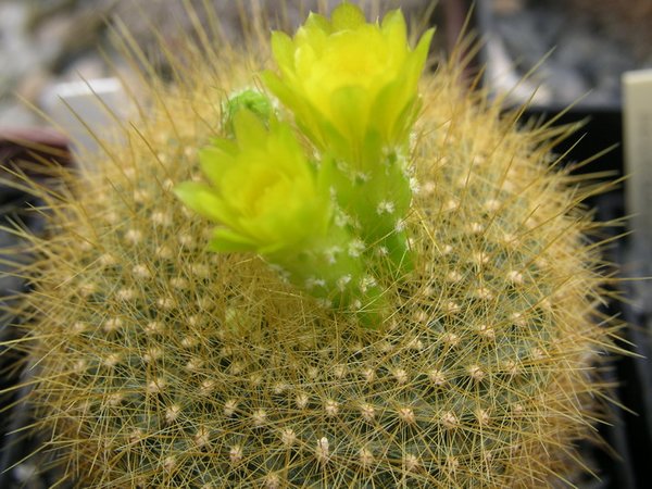 BrasiliCactus_Graessneri1.jpg